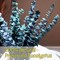 Preserved-Dried-Eucalyptus-Stems,16-17" Natural Blue-Green Eucalyptu Plant Live Fresh, Real Eucalyptus Branches Leaves for Shower Spa, Blue Dried Flowers for Vase Fillers, Home Decor & Wedding (16Pcs)